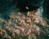Foto langkah ke 2 dari resep Ikan Tongkol Tahu Balado Asam Manis.