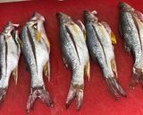 Foto del paso 2 de la receta: Pescados constantin al disco al estilo Sonorense