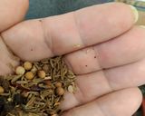 Foto del paso 3 de la receta: Caracoles con verduras de temporada