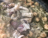 Foto del paso 4 de la receta: Spaghetti al nero di seppia con gulas, gambas y calamares