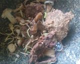 รูปขั้นตอนการทำที่ 1 ของ เมี่ยงคำกุ้งทอด