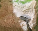 Foto langkah ke 2 dari resep Udang tepung.