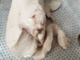 Abon Ayam