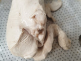 Abon Ayam