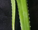 A picture of step 1 of Aloe Vera Chana Dal Tadka.