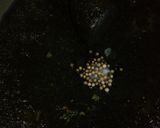 Foto langkah ke 2 dari resep Sesederhana nugget tahu.