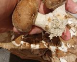 Une image de l'étape 1 de Poêlée de champignons 🍄 sauce soja.