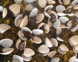 Foto del paso 3 de la receta: 🦐🦑🦪Paella