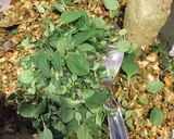 Foto del paso 1 de la receta: Berenjenas 🍆 en conserva