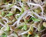 Foto del paso 9 de la receta: Brotes de fenogreco 🌱 Germinación de semillas de fenogreco 🌱
