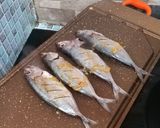 Foto langkah ke 3 dari resep Ikan (Oci) Bakar Dabu-dabu Manado praktis.