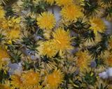 Foto del passaggio 1 della ricetta Miele dei 700 fiori
