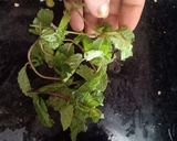 આમ પન્ના (Aam Panna Recipe In Gujarati) રેસીપી સ્ટેપ4ફોટો
