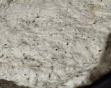 Foto del paso 2 de la receta: Masa de tarta con ajo