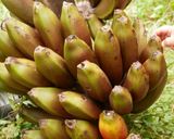 Foto del paso 1 de la receta: Plátanos morados fritos