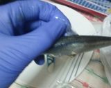 Foto del paso 2 de la receta: Como limpiar boquerones o anchoas
