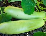 A picture of step 1 of Bottle gourd Koottu (suraikkai koottu in Tamil).