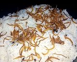A picture of step 21 of Kofta Biryani.