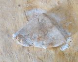 A picture of step 4 of BARLEY FLOUR PARATHA..