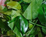 Foto langkah ke 13 dari resep Sayur Lodeh Pedas Cabe Gendot.