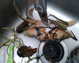 Foto langkah ke 1 dari resep Kepiting Mercon (Saos kari pedas-modified).