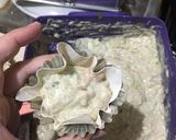 Foto langkah ke 5 dari resep Siomay Ayam.