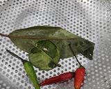 Foto langkah ke 1 dari resep Tongseng Sapi.