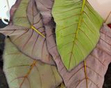A picture of step 2 of Patra / pattarveli na pan / pandada.