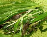 Hình bước làm 1 của món Nước Sâm Thanh Mát Giải Nhiệt