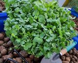 Hình bước làm 2 của món Canh dưa chua