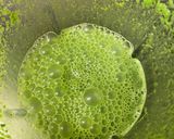 Foto del paso 2 de la receta: Bollos de Espinaca