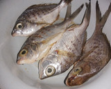 Foto del paso 1 de la receta: Pescado frito aderezado con salsa César