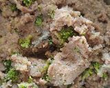 Foto del passaggio 3 della ricetta Polpette di broccoli siciliani e cavolo rosso