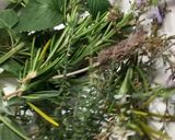 Foto del paso 6 de la receta Agua mágica de San Juan