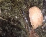 عکس مرحله 4 از دستور جوشونده نبات لیمو پونه