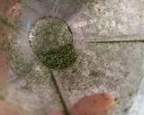 Foto del paso 5 de la receta: Polvo de Hinojo