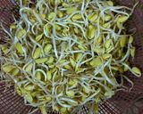 Foto langkah ke 1 dari resep 37. Tumis Sulur Campur Kecambah Dele.