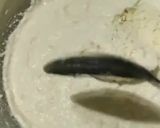 A picture of step 2 of Instant Samak Handvo.