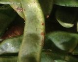 Foto langkah ke 1 dari resep Oseng kacang koro ebi.