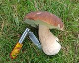 Foto del paso 3 de la receta: Tostada de boletus