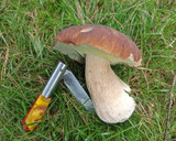 Foto del paso 3 de la receta: Tostada de boletus
