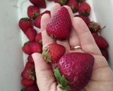 Foto del paso 2 de la receta: Tip: conservar frutillas en heladera