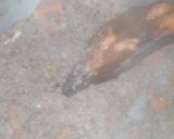 A picture of step 3 of Bhuna QeemA.
