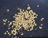 A picture of step 1 of Moonga Gaathi sprouts subji Goa style.
