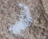 A picture of step 8 of Whole Ragi Masala Appe.
