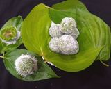 પાન લાડુ (Paan Ladoo Recipe In Gujarati) રેસીપી સ્ટેપ5ફોટો