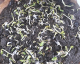 Foto del paso 5 de la receta: Microverdes/ brotes de girasol