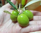 Pas rețetă Olive schiacciate (măsline sparte) 1 fotografie