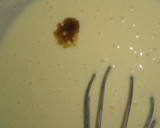 Foto del paso 2 de la receta: Budín de vainilla y pasas de uva