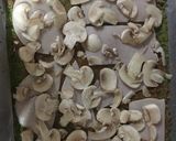 Foto del paso 7 de la receta: Pizza de brócoli - chorizo y jamón